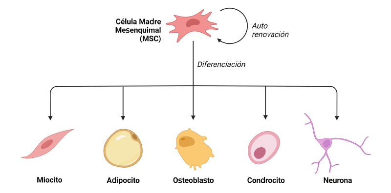 Diferenciación de células madre mesenquimales