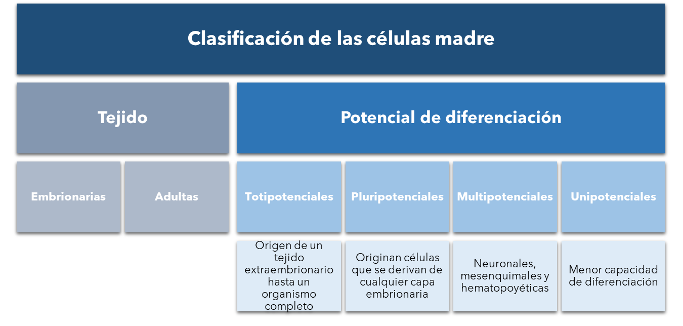 Clasificación de células madre