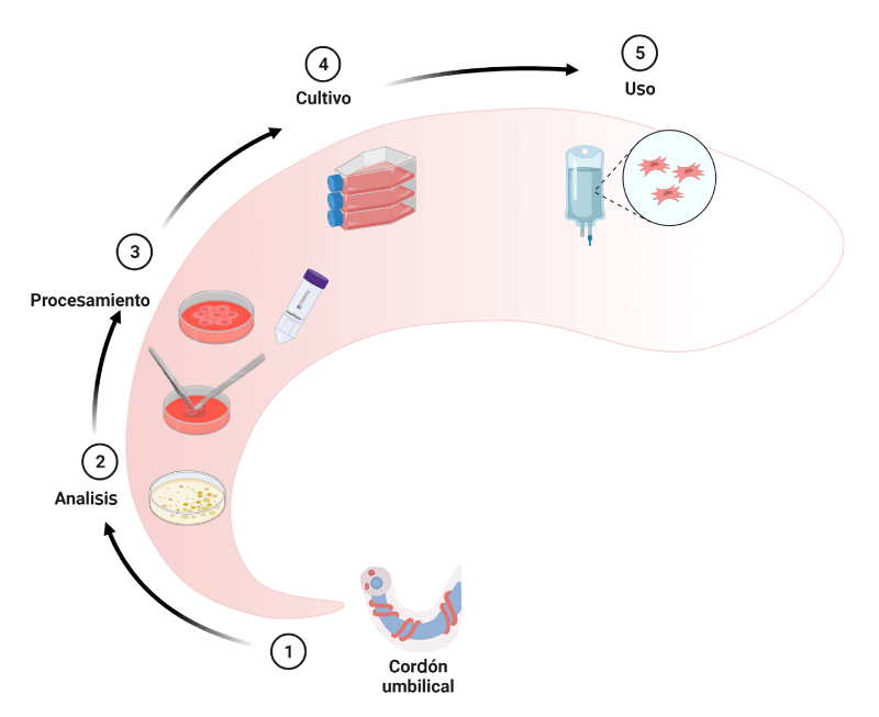 Procesamiento de células madre